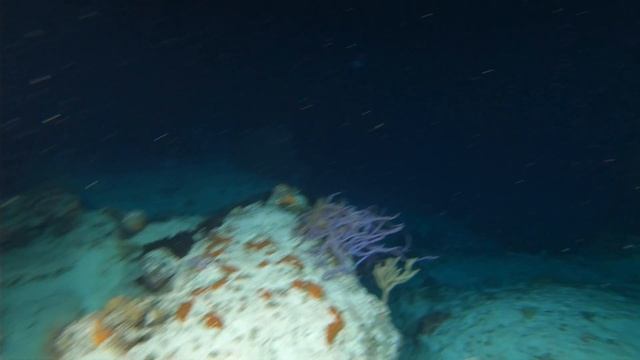 unicorn fish смотреть онлайн