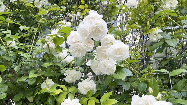 ОЛЕГ БРОСИЛ Больную жену ДОЖИВАТЬ СВОЙ ВЕК…РАЗВЕ МОГ ОН ПОДУМАТЬ, В КОГО Та превратится СПУСТЯ 7 ЛЕ смотреть онлайн