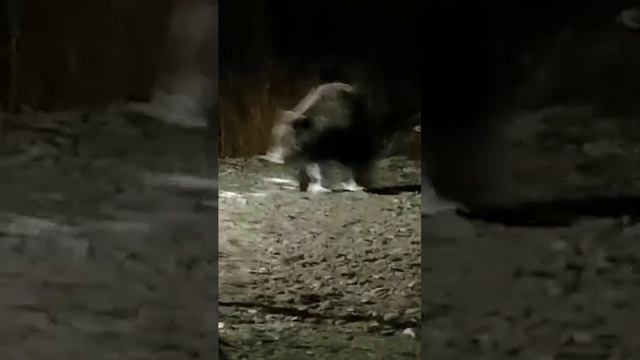 Медведи не даче не дают спать! смотреть онлайн