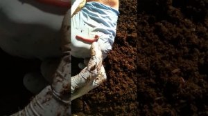 Разведение червей Неделя 4