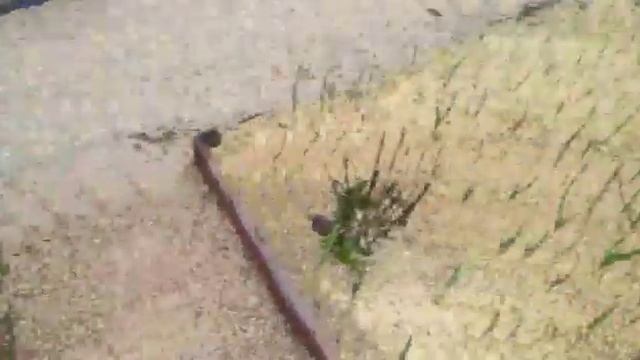 Странный обзор огорода 15.05.21 смотреть онлайн