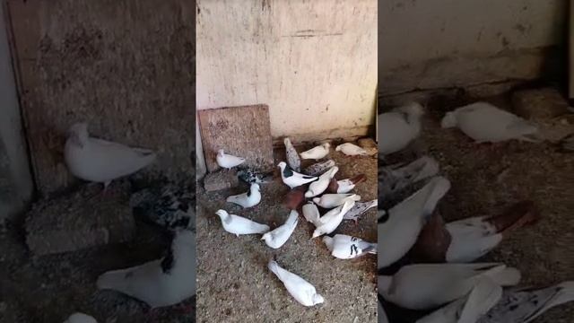 21.04.2025г Обзор Красивых Голубей👍👍👍 смотреть онлайн