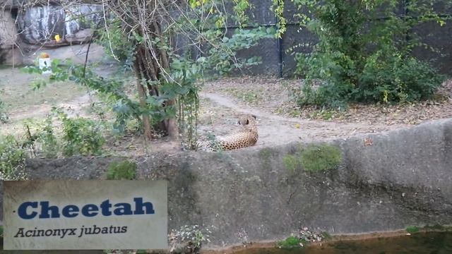 HOW THIS 114 YEAR OLD MEMPHIS ZOO ENRICHED MY KNOWLEDGE? BIRDS, CATS, RED PANDA, LION, AND MORE смотреть онлайн