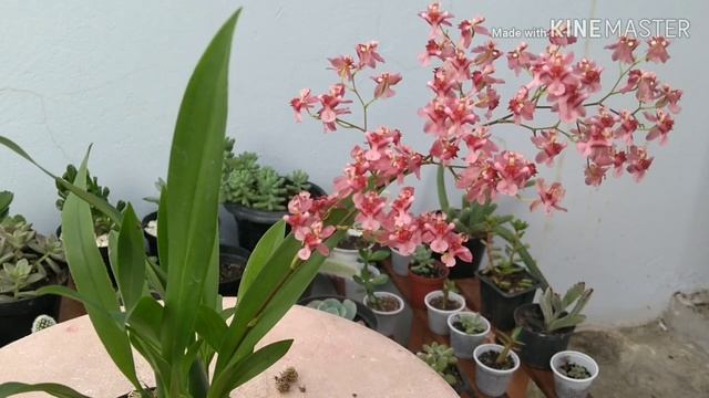 Cultivo oncidium Twinkle смотреть онлайн