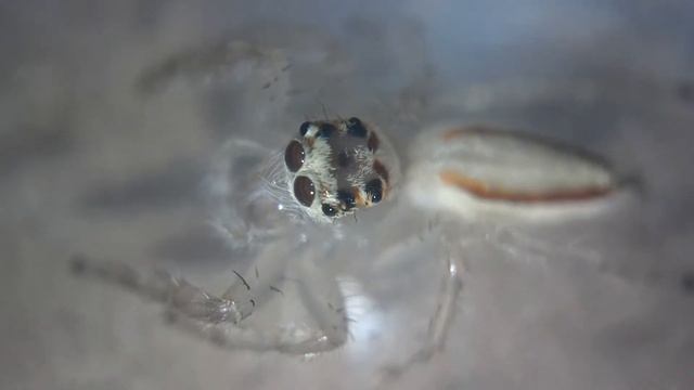 검은날개무늬깡충거미 (Telamonia vlijmi) смотреть онлайн