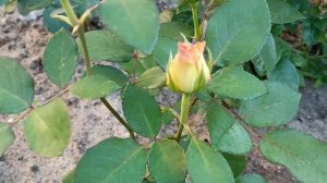 563.#24 июня. Зацветают новые розы🌹Шопен🌹Анна Молинари🌹Бургунд 81🌹Мисти блю🌹Квик сильвер🌹Новалис и.