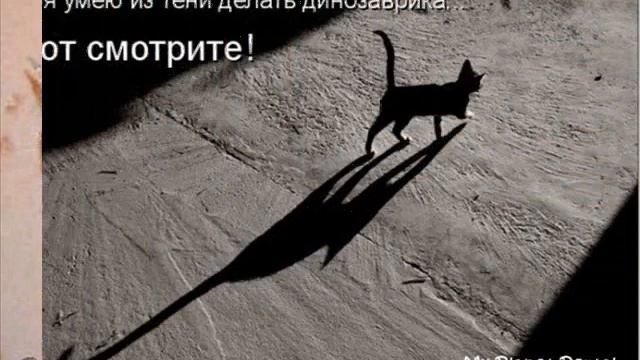 самые смешные коты смотреть онлайн