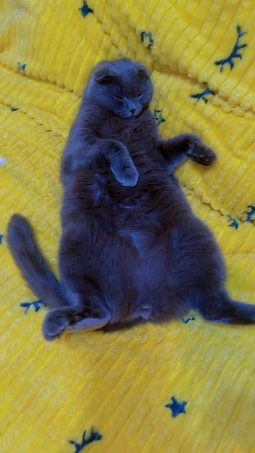 🔴 КОТ СМОКИ🔴 смотреть онлайн