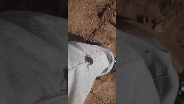 Atacado por una mosca del establo. смотреть онлайн