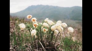 Подснежники