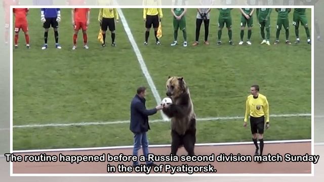 Animal rights groups slam bear use at Russian soccer match смотреть онлайн