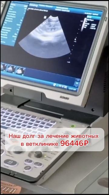 Из-за долга животных скоро перестанут лечить 🆘 прошу, помогите ❤️🩹 смотреть онлайн