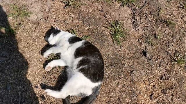 Самоизоляционные будни в чУдной Релаксовке. Чистый каЕф! смотреть онлайн