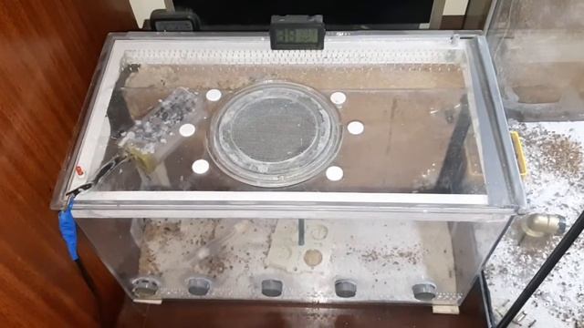 Camponotus sanctus-arena смотреть онлайн
