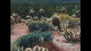 Занимательные уроки с "Лучиком света".  Энциклопедия растений для детей. Кактус