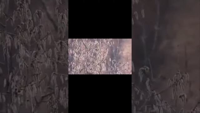 Щеглы смотреть онлайн