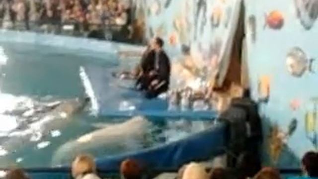 Московский Дельфинарий в кемерово 3