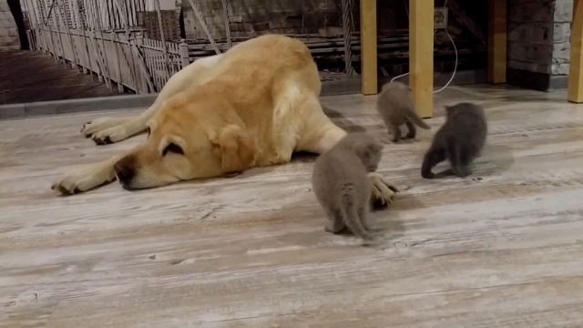 10 ФАКТОВ О КОШКАХ КОТОРЫЕ ВАС УДИВЯТ смотреть онлайн