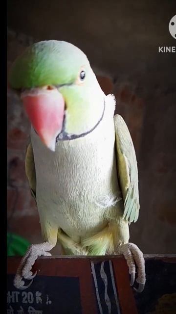 cute 🦜 #youtubeshorts #viralvideo #viralreels #trending смотреть онлайн