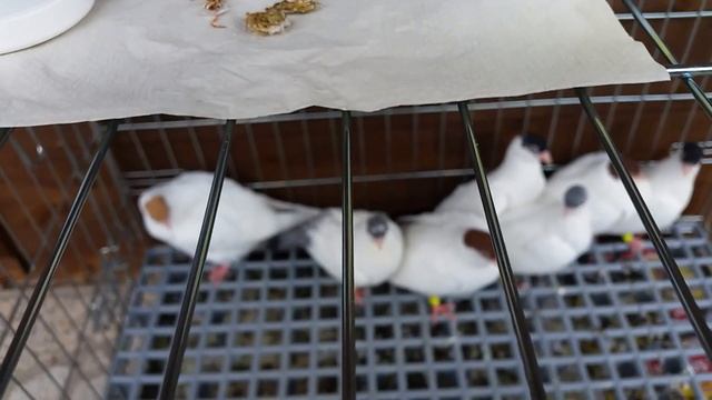 Карантин голубей (вкратце ) //Tauben Quarantäne // Pigeons.