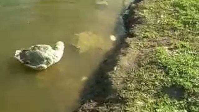 С гуся вода смотреть онлайн