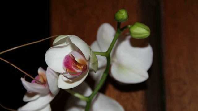 Orchid Time Lapse Canon 7D