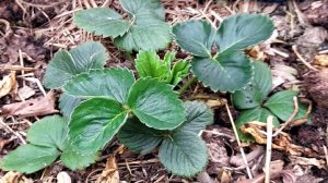 Обработка КЛУБНИКИ от БОЛЕЗНЕЙ и ВРЕДИТЕЛЕЙ: Правила и СХЕМЫ ОБРАБОТКИ, препараты и Баковые смеси