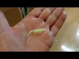Распаковка посылки с силиконовой приманкой Marine Boy Shrimp по заказу Fmagazin