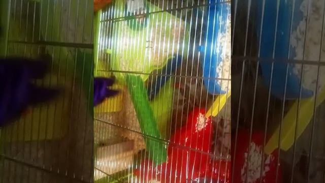 1 день моего хомяка тиклай смотреть онлайн