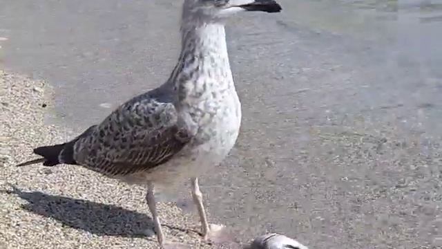 чайка рыболов. galebov ribolov смотреть онлайн