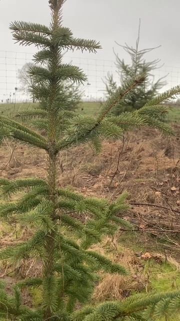 Blue spruce. смотреть онлайн
