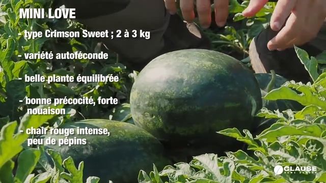 Pastèque F1 Mini Love