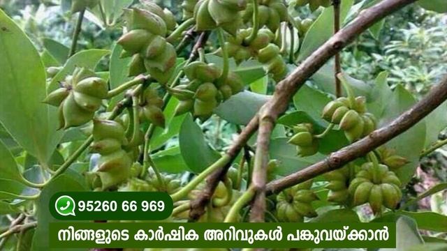 ഇതിലുണ്ട് പന്നിപനിക്കുള്ള വാക്സിന് I Star anise cultivation malayalam смотреть онлайн