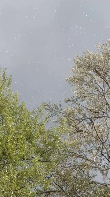 ,, Снежный,, май! Цветет Тополь.