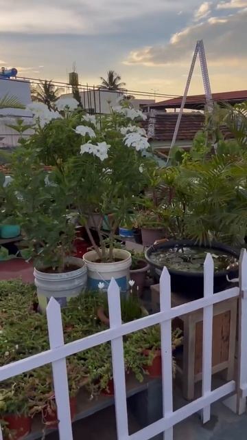Use Epsom salt for plants🌷#reels #trending #plants смотреть онлайн