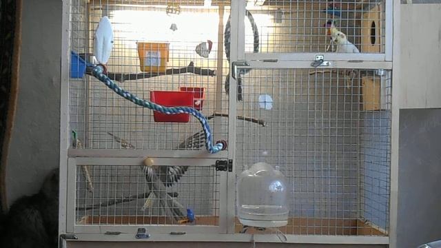 Попуги просятся гулять =) смотреть онлайн