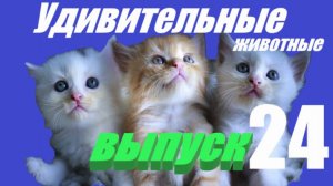 Удивительные животные выпуск 24
