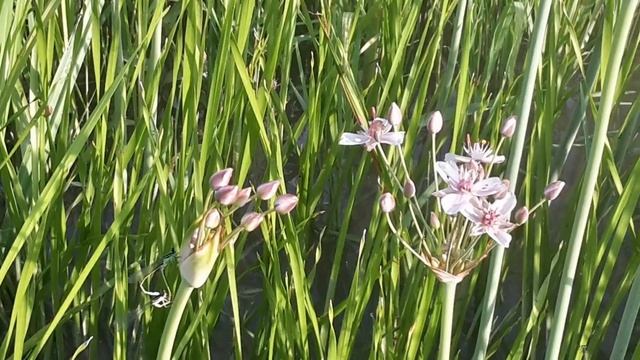 Oasi La Martina - Butomus Umbellatus смотреть онлайн