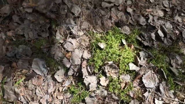 Вы прислушивались к загадочным звукам в лесу?