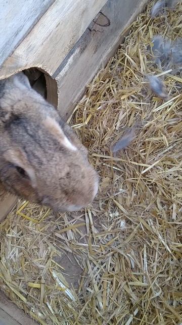 мама крольчат