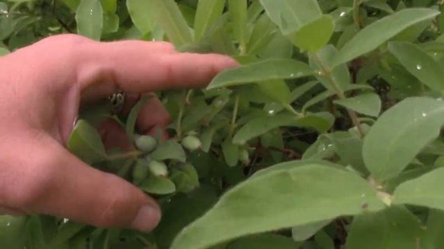 Why Every Canadian Garden Should Grow Haskap Berries смотреть онлайн