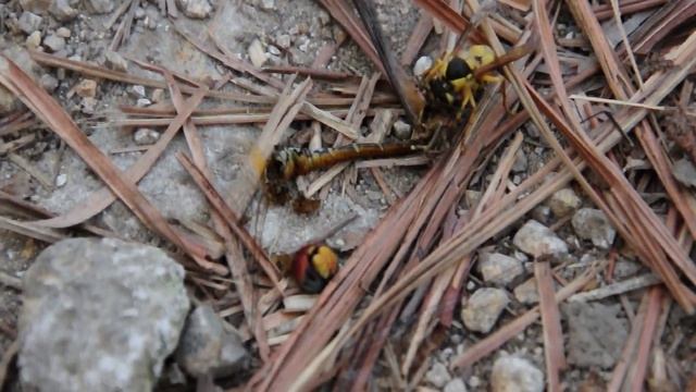 Vespa bicolor eats dragonfly in Hong Kong Lantau Peak смотреть онлайн