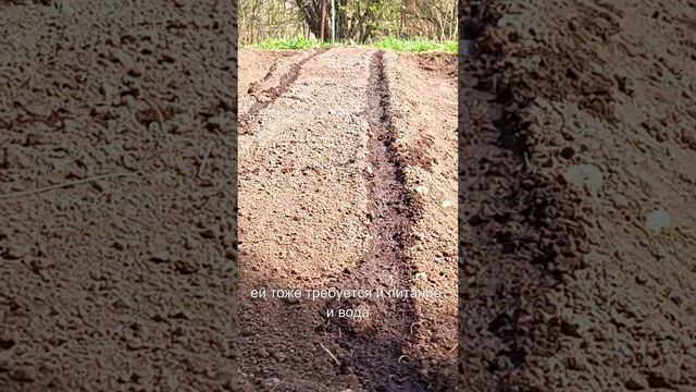 СОСЕДИ УБИЙЦЫ ДЛЯ СВЕКЛЫ смотреть онлайн