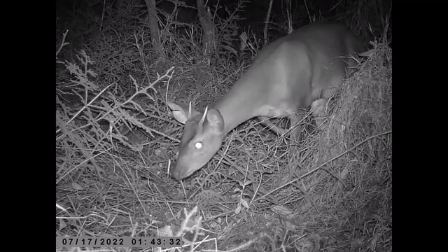 153º vídeo: veado-catingueiro/ brown brocket - Mazama gouazoubira (II) смотреть онлайн