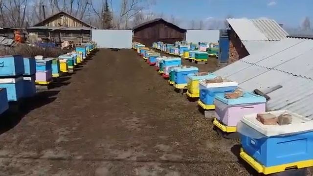 Пасека Молкоедовых. Весенняя работа пчел после облета 24.04.2018 смотреть онлайн