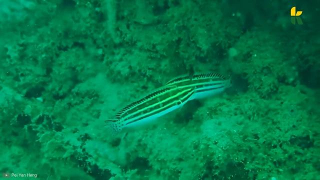 Top 10: Most Poisonous Fish In The World !! смотреть онлайн