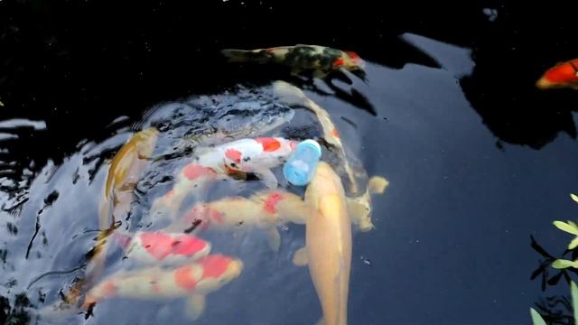 Koi Fish baby bottle feeding guide | Koi смотреть онлайн