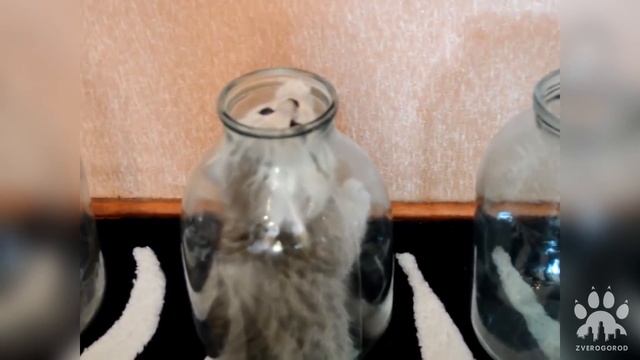 Топ 10 котиков