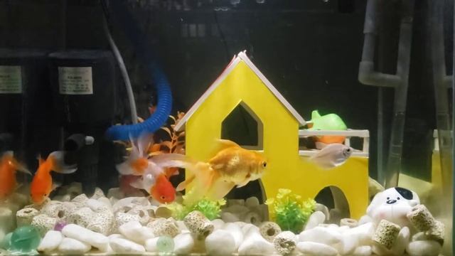 [Relaxing Music] Cute Mini Aquarium - Wind Of A Hill