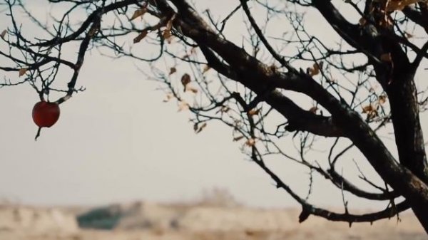 Nigina Amonqulova - MUHABBATI MURDA AZ JAFO ( Official Video )